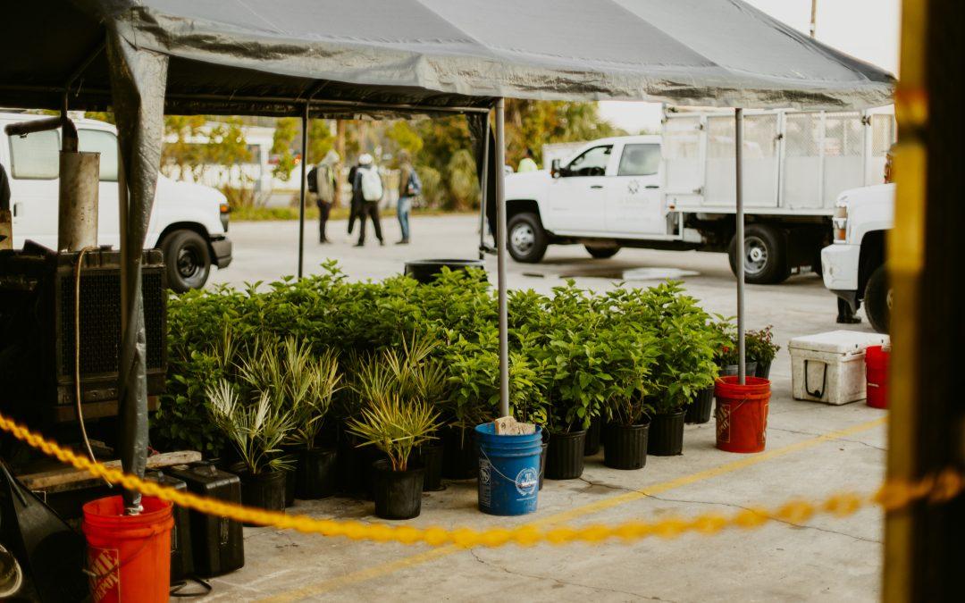 Best Florida-Friendly Plants for Landscaping in North Fort Myers