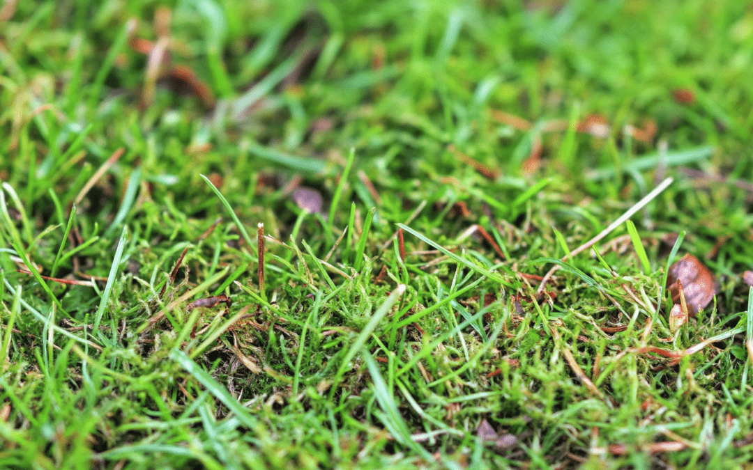 Choosing Between Sod and Seed for Your Fort Myers Lawn